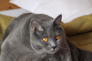 Clovis du Bleu Royal