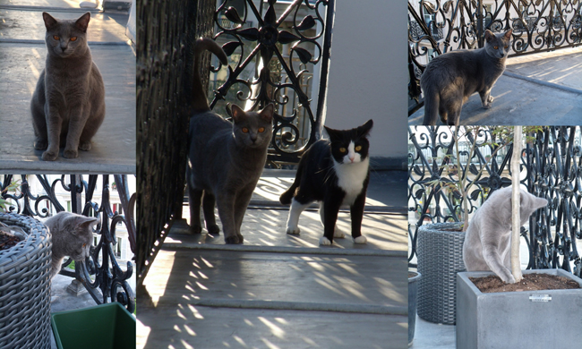 Flanelle du Coeur Royal