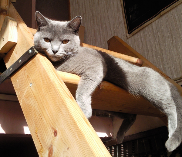 Cerise du Bleu Royal