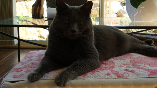 Clodomir du Bleu  Royal