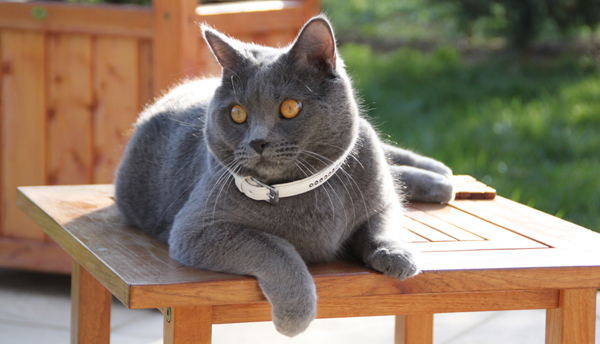 Clovis du Bleu Royal