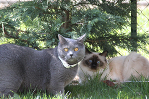 Clovis du Bleu Royal