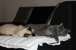 Clovis du Bleu Royal