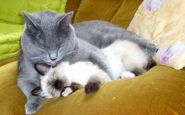 Clovis du Bleu Royal