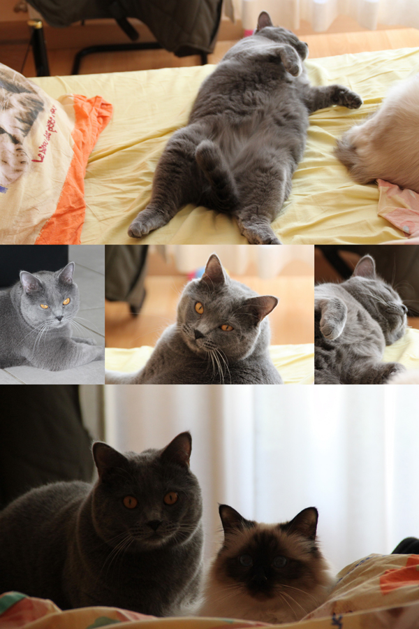 Clovis du Bleu Royal