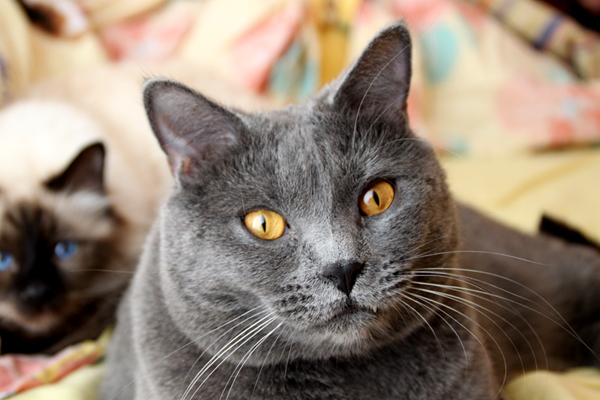 Clovis du Bleu Royal