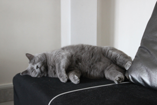 Clovis du Bleu Royal