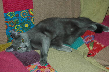 Falbala du Coeur Royal