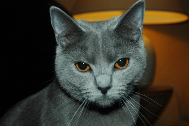 Falbala du Coeur Royal