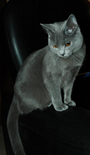 Falbala du Coeur Royal