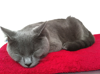 Felis du Coeur Royal