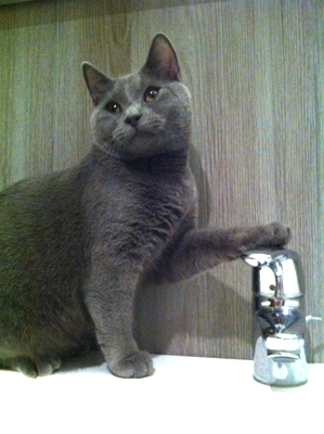 Felis du Coeur Royal