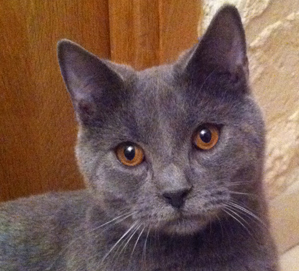 Felis du Coeur Royal