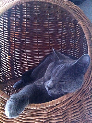 Felis du Coeur Royal