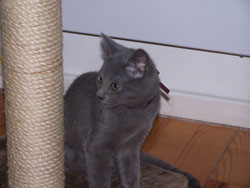 Fidji de Coeur Royal