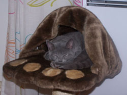 Fidji de Coeur Royal