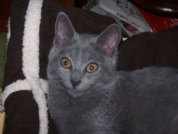 Fidji de Coeur Royal