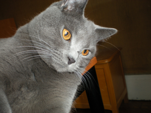 Figaro du Coeur Royal