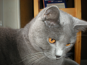 Figaro du Coeur Royal