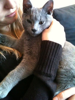 Figaro Bello du Coeur Royal