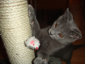 Figaro du Coeur Royal