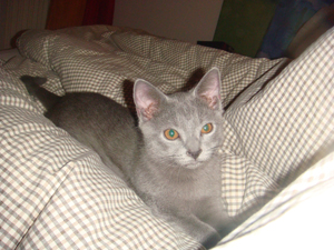 Figaro du Coeur Royal