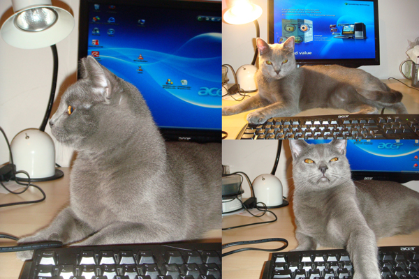 Figaro du Coeur Royal