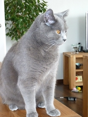 Figaro du Coeur Royal