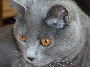 Figaro du Coeur Royal