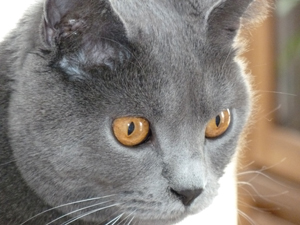 Figaro du Coeur Royal