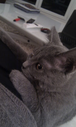 Finette du Coeur Royal