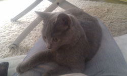 Finette du Coeur Royal