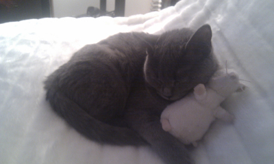 Finette du Coeur Royal