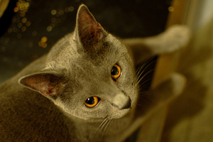 Flamel du Coeur Royal