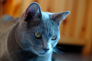 Flamel du Coeur Royal