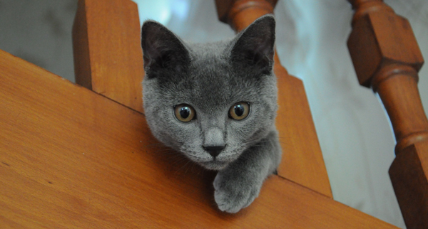 Flamel du Coeur Royal