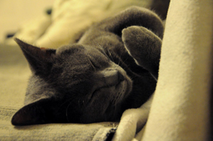 Flamel du Coeur Royal