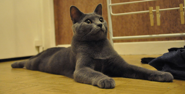 Flamel du Coeur Royal