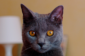 Flamel du Coeur Royal