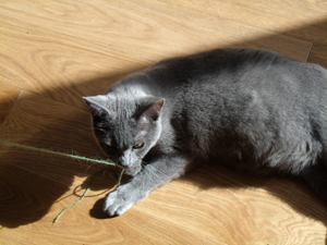 Flanelle du Coeur Royal