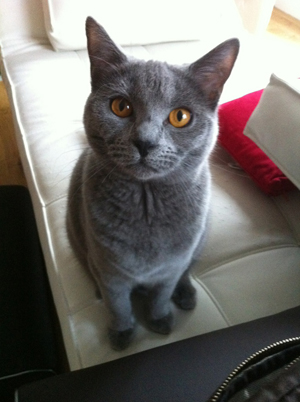 Flanelle du Coeur Royal