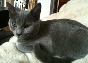 Flanelle du Coeur Royal