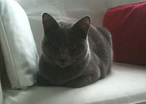 Flanelle du Coeur Royal