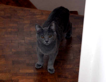 Fleurette du Coeur Royal