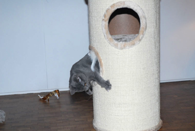 Fleurette du Coeur Royal