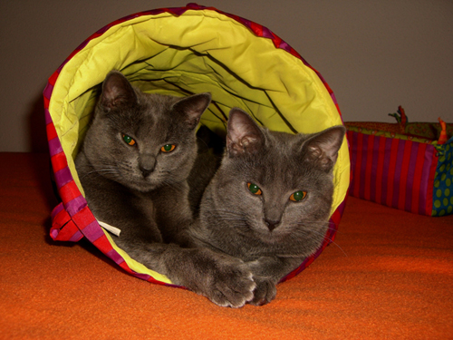 Florentine du Coeur Royal