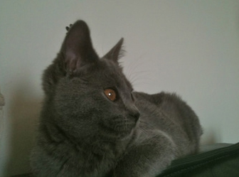 Folia du Coeur Royal