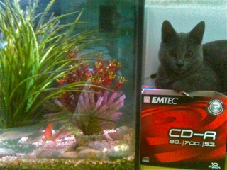 Folia du Coeur Royal