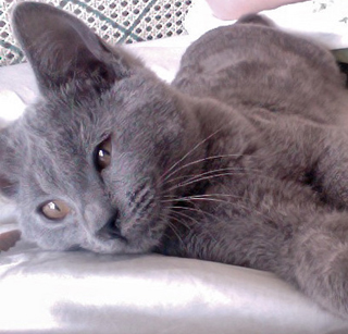 Folia du Coeur Royal