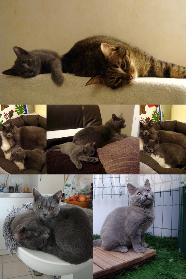 Frou Frou et Farah du Coeur Royal